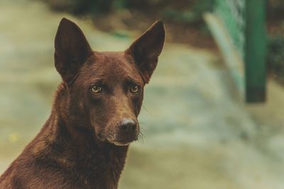 Close-up portrait of dog