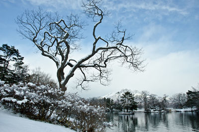 Bare trees on snow covered landscape against sky