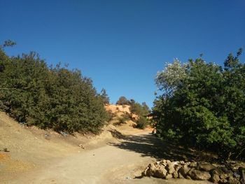 Trees against clear sky