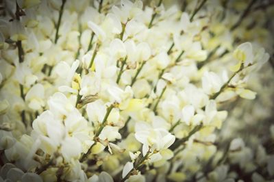 Close-up of white flowers