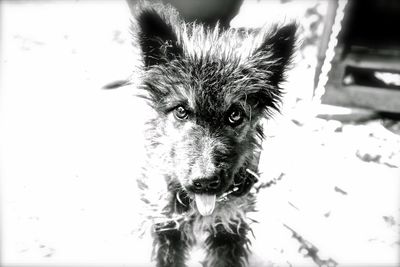 Portrait of a dog