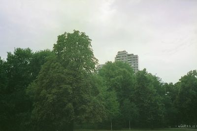 Trees against sky
