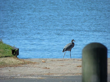 Bird perching by sea