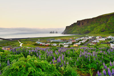 Scenic view of flowering plants by land against sky