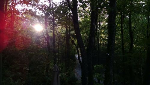 Trees in forest