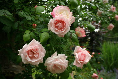 Close-up of pink rose