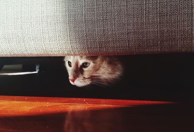 Close-up of cat on table