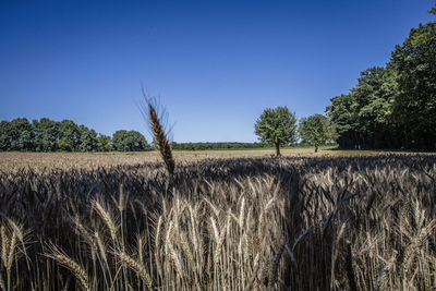 Scenic view of field against clear sky