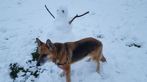 View of dog on snow covered land