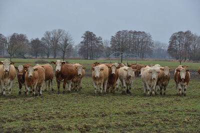 Horses in a field