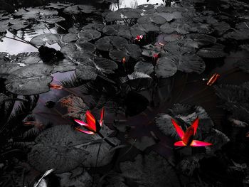 Close-up of red leaves