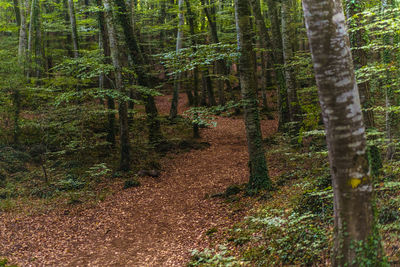 Pine trees in forest