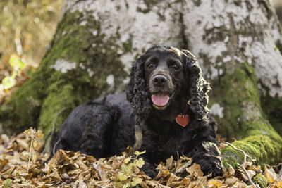 Portrait of dog sitting outdoors