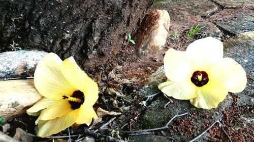 Close-up high angle view of yellow flower