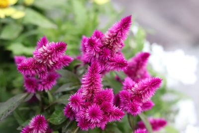 Close-up of pink flowering plants on field