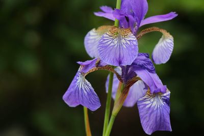 Close-up of purple iris