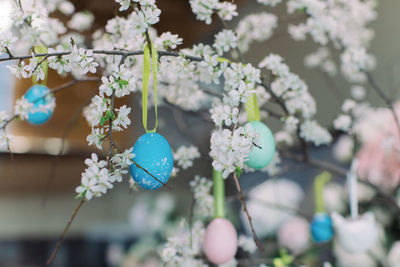 Close-up of blue flowering plant hanging from branch