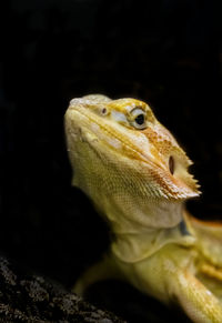 Close-up of a lizard