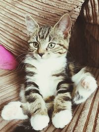 Close-up portrait of kitten sitting