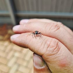 Close-up of insect on hand