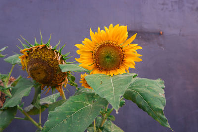 Close-up of sunflower on plant