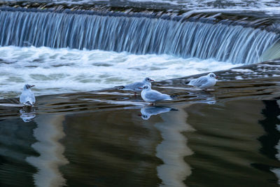 Seagulls on a sea