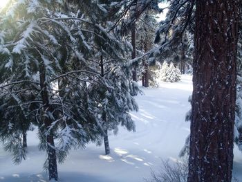 Trees in forest
