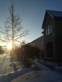 Sun shining through bare trees