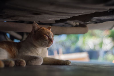 Close-up of a cat resting