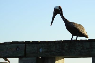 Low angle view of bird perching on wood against sky