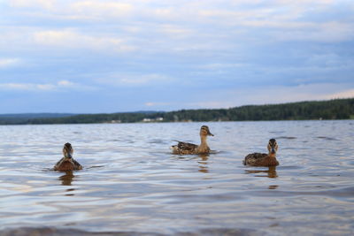 Ducks swimming in lake