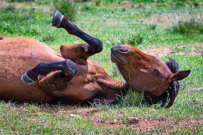 View of an animal on field