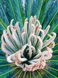 Close-up of plant