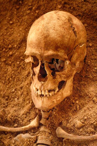 Close-up of human skull