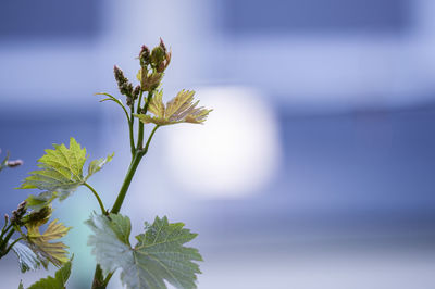 Close-up of flowering plant against sky