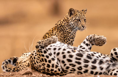 Leopard standing on field