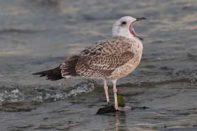 Close-up of bird perching on shore