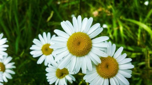 Close-up of white daisy flowers