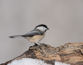 Low angle view of bird perching on rock