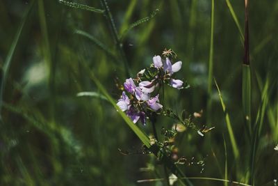 Close-up of bee on purple flowering plant