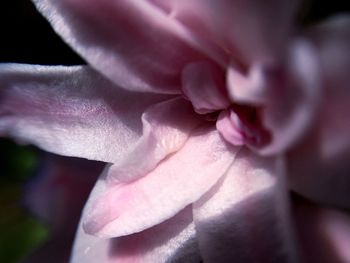 Close-up of flower blooming outdoors