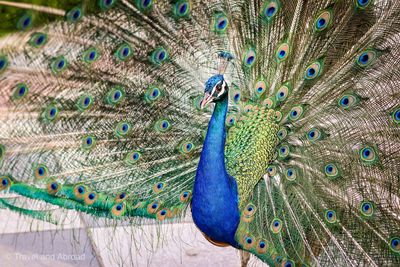 Close-up of peacock with fanned out feather