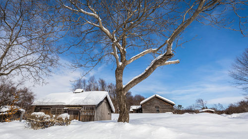 Bare trees on snow covered landscape against sky