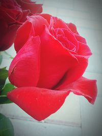 Close-up of red rose