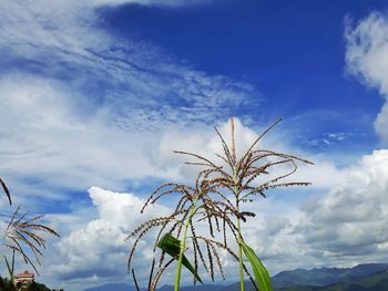 Low angle view of plants against sky