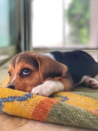 Close-up of dog resting at home