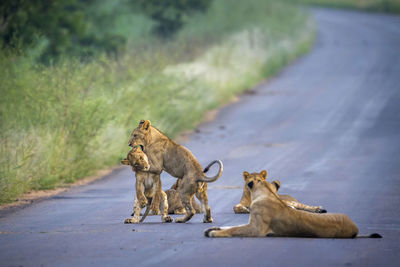 Lion cubs on road