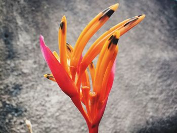 Close-up of orange flower