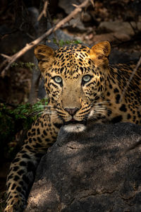 Close-up of a cat on land