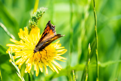 Close-up of butterfly pollinating on yellow flower